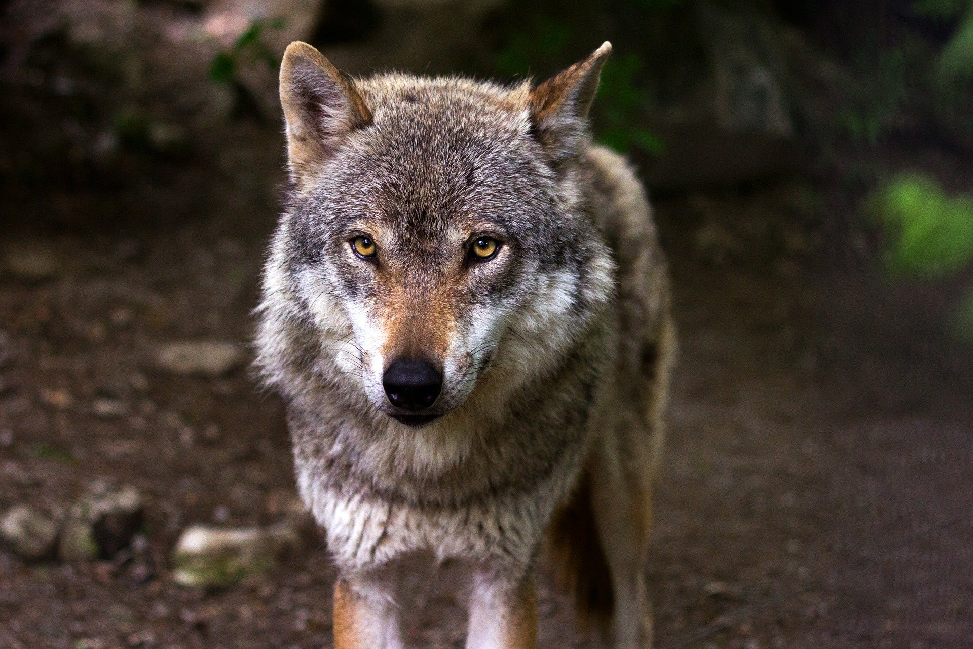 Wolf gespot in omgeving Roggel