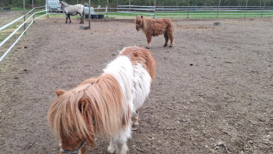 Ponyhoudster laat dieren verkommeren op kale zandvlakte in gemeente Peel en Maas