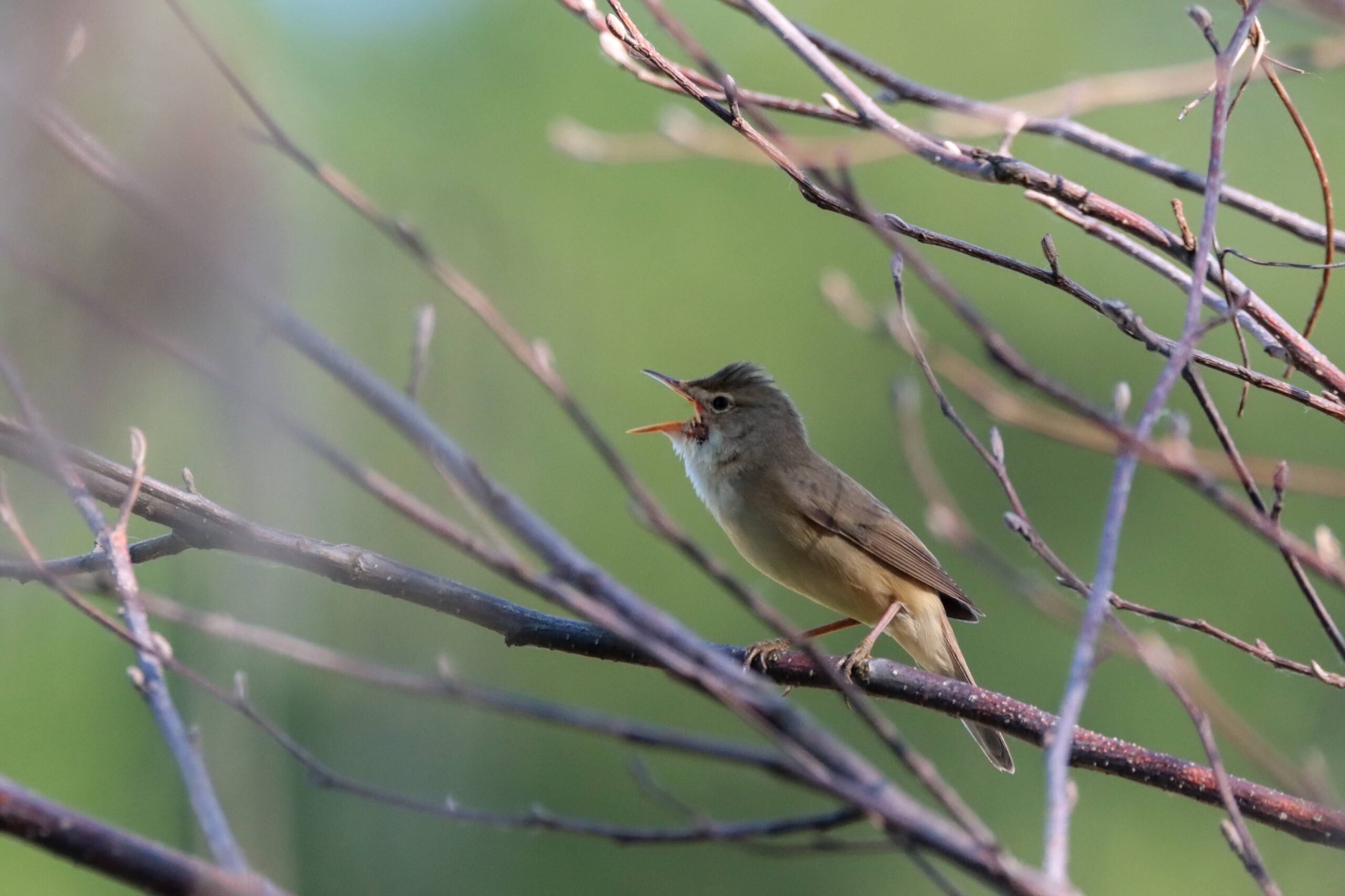 IVN Helden gaat vogels spotten in België