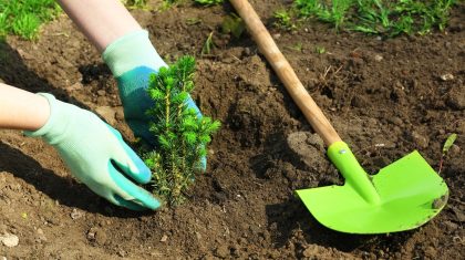 2025_05_14-Planten Foto | belchonock - depositphotos.com