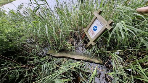 2025_06_09-Vernielingen-bij-vogelkijkhut-Blankerplas-in-Meijel-5 2025_06_09-Vernielingen-bij-vogelkijkhut-Blankerplas-in-Meijel-5