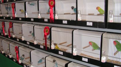 2025_10_19-Internationale-vogelshow-in-Meijel-Meijels-Pracht Foto | Vogelvereniging Meijels Pracht