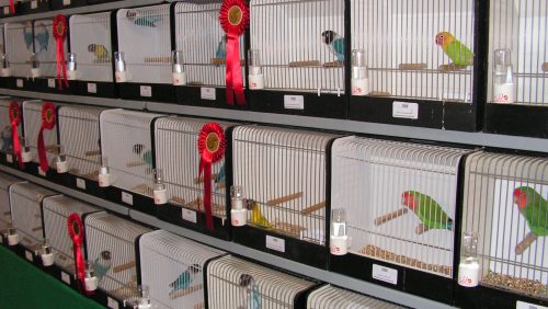 2025_10_19-Internationale-vogelshow-in-Meijel-Meijels-Pracht Foto | Vogelvereniging Meijels Pracht