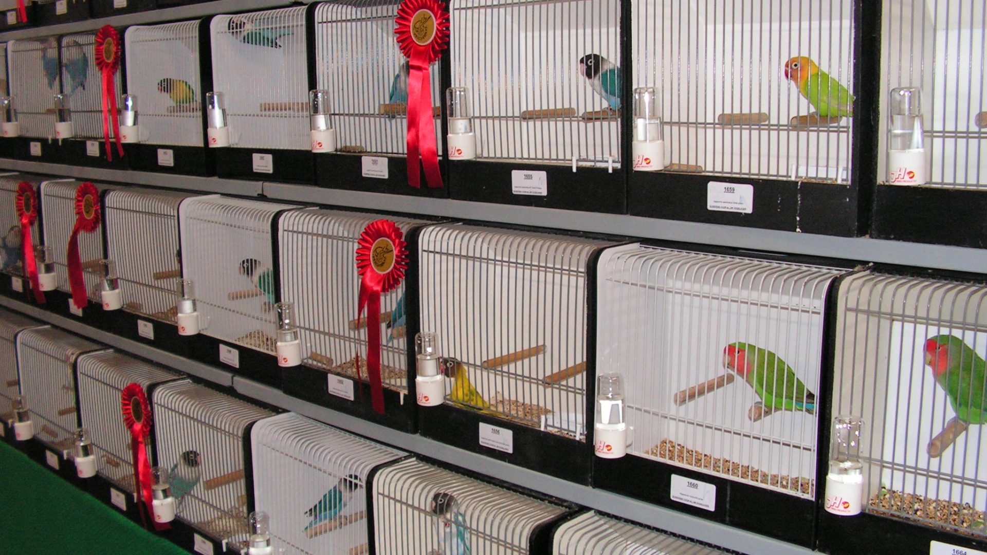 Foto | Vogelvereniging Meijels Pracht