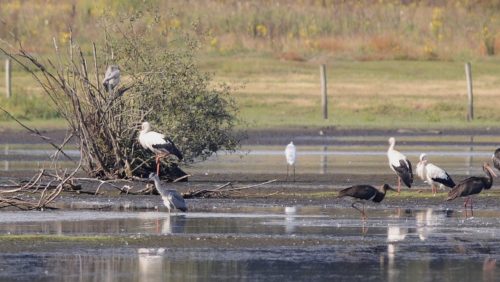 2025_12_19-Basiscursus-Vogels-kijken-in-Nederweert