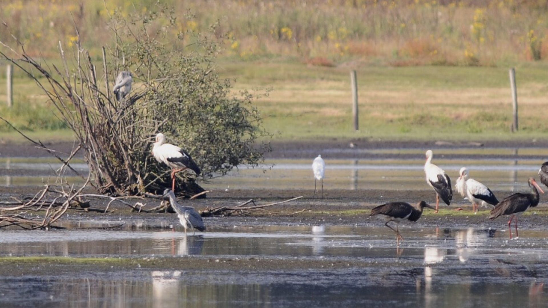 2025_12_19-Basiscursus-Vogels-kijken-in-Nederweert