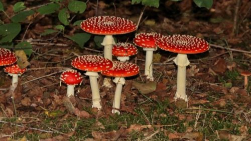 2026-09-21Ga-mee-op-paddenstoelenavontuur-met-IVN-Meijel