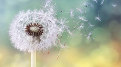 2026_01_21-Overlijdensbericht-Mia-Meeuwis-Kranen1