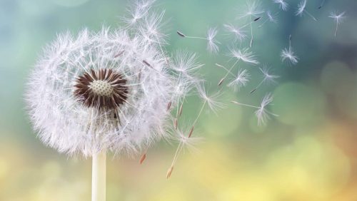 2026_01_21-Overlijdensbericht-Mia-Meeuwis-Kranen1