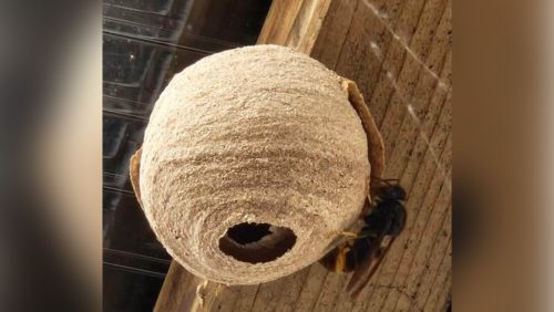 2026_03_16-Aandacht-gevraagd-voor-de-Aziatische-hoornaar2