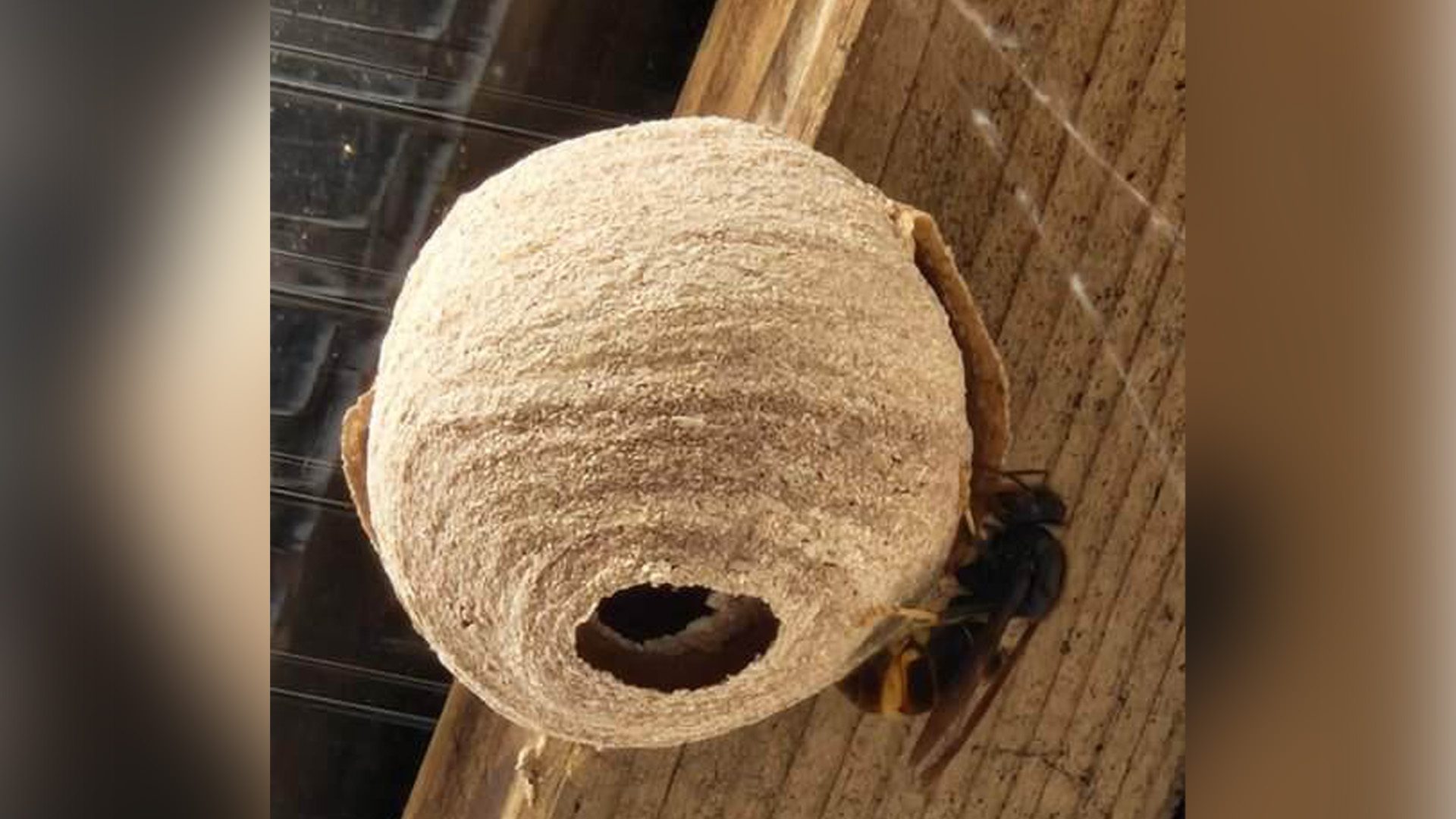 2026_03_16-Aandacht-gevraagd-voor-de-Aziatische-hoornaar2