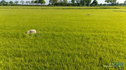 2026_05_02-Vijf_dode_schapen_aangetroffen_in_wei_in_Ospeldijk1
