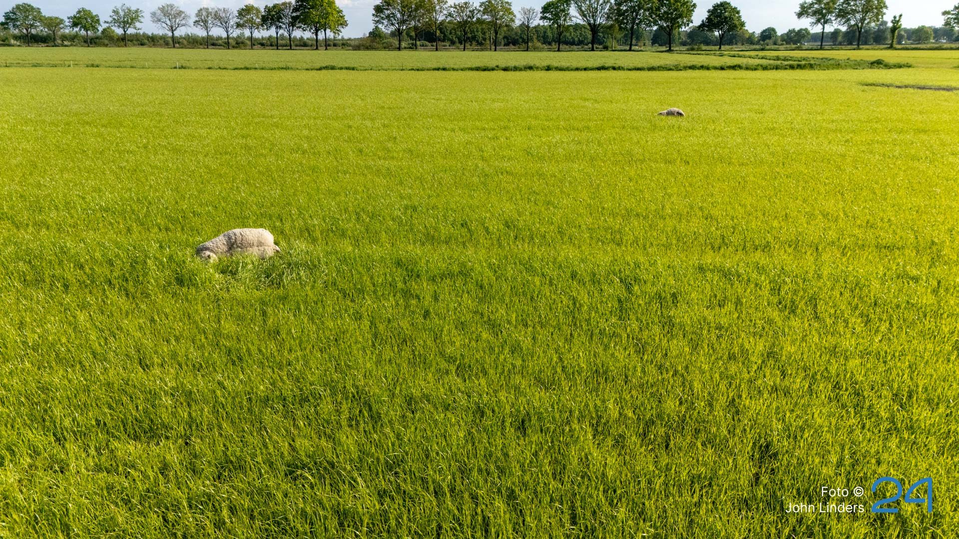 2026_05_02-Vijf_dode_schapen_aangetroffen_in_wei_in_Ospeldijk1