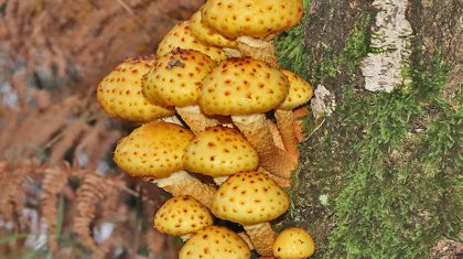2026_10_15-Alles_over_paddenstoelen_door_IVN_Meijel