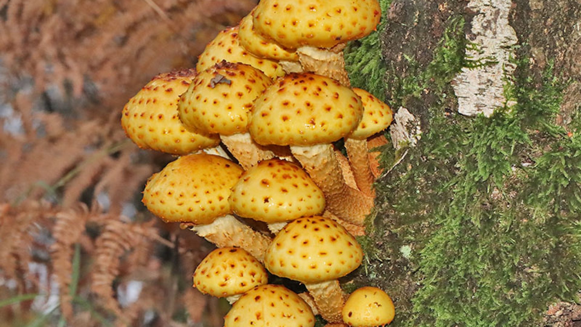 2026_10_15-Alles_over_paddenstoelen_door_IVN_Meijel