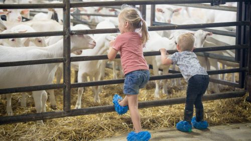 Boeren-van-Nederweert-Dag-2021-Johan-Horst-32 (2)