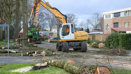 Bomenkap voor reconstructie Hagelkruisveld Meijel-7