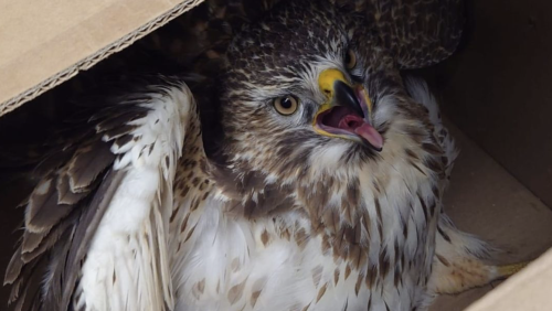 Dierenambulance haalt buizerd op in Meijel