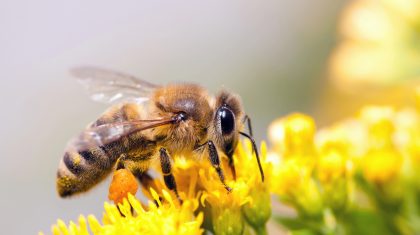 Help jij de bijen met bloemenzaad van MeijelBij?