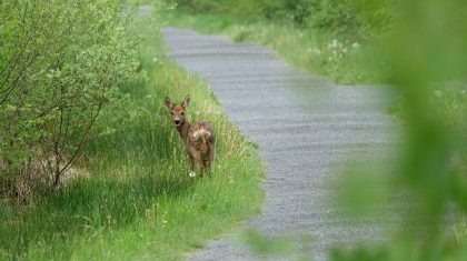 Hert door Marijke Vaes-Schroën | Staatsbosbeheer