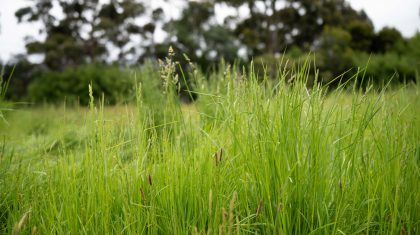 Pasture on a farm in Australia. Spring grass growth in america