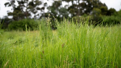 Pasture on a farm in Australia. Spring grass growth in america