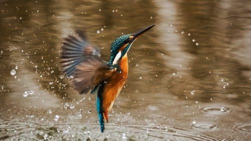 IJsvogel door Werner Sebastian 2