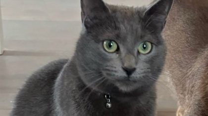 Kat-vermist-in-Meijel Kat-vermist-in-Meijel