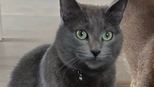 Kat-vermist-in-Meijel