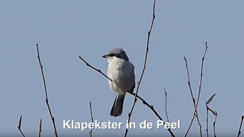 Klapekster in de Peel Hans Melters