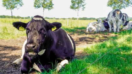 Koe agrarisch boeren Meijel buitengebied-1