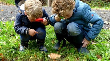 Paddenstoelen in de peel Marijke Vaes