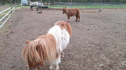 Foto | inspectiedienst.nl