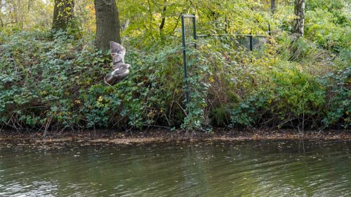 Reddingsactie voor buizerd in nood boven Kanaal van Deurne in Meijel-7