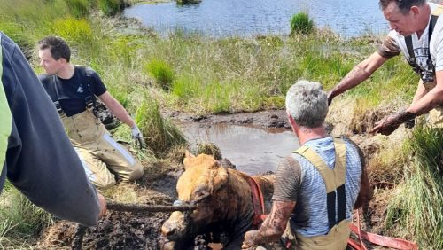 Rund vast in De Groote Peel