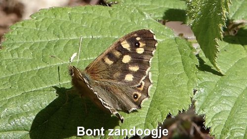 Het bont zandoogje