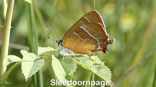 Sleedoornpage