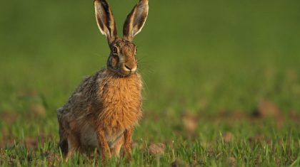 haas konijn wild jagen