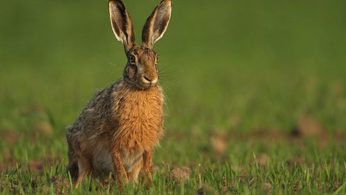 haas konijn wild jagen