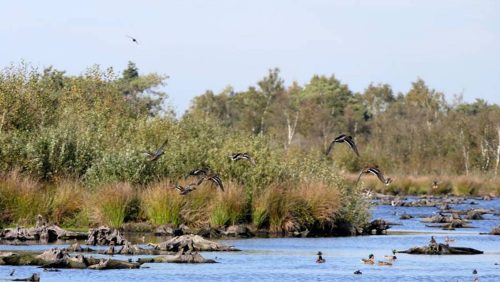 Foto Marijke Vaes-Schroën: Meerbaansblaak in Nationaal Park De Groote Peel