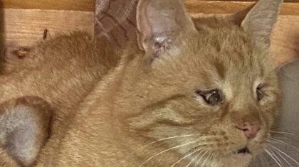 vermist poes baby meijel