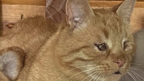 vermist poes baby meijel